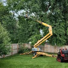 Professional Tree Services in West Monroe, MI